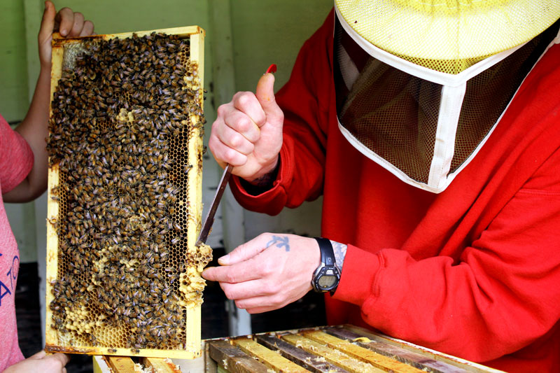 An incarcerated beekeeper cleans up a frame from a hive in the McNeil Island program. Expert beekeepers work and learn alongside beekeepers from Cedar Creek Corrections Center twice a month throughout the flight season. Photo by Rachel Friederich. 