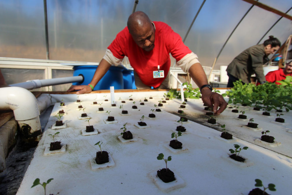 An aquaponics technician checks salad greens growing in the state-of-the-art system at Cedar Creek Corrections Center. The program is a partnership between the prison, SPP-Evergreen, and Symbiotic Cycles. Photo by Marisa Pushee. 