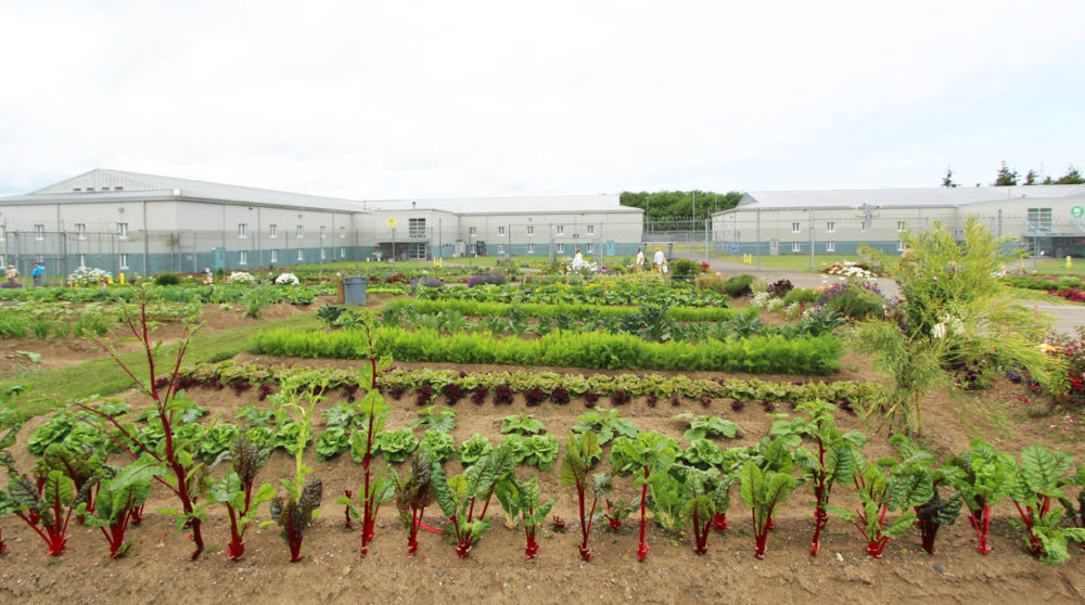 The expansive Lifer Garden at Stafford Creek Corrections Center looks amazing year-round; here is a what a portion of it looked like in early July, 2020. Photo by Joslyn Rose Trivett.