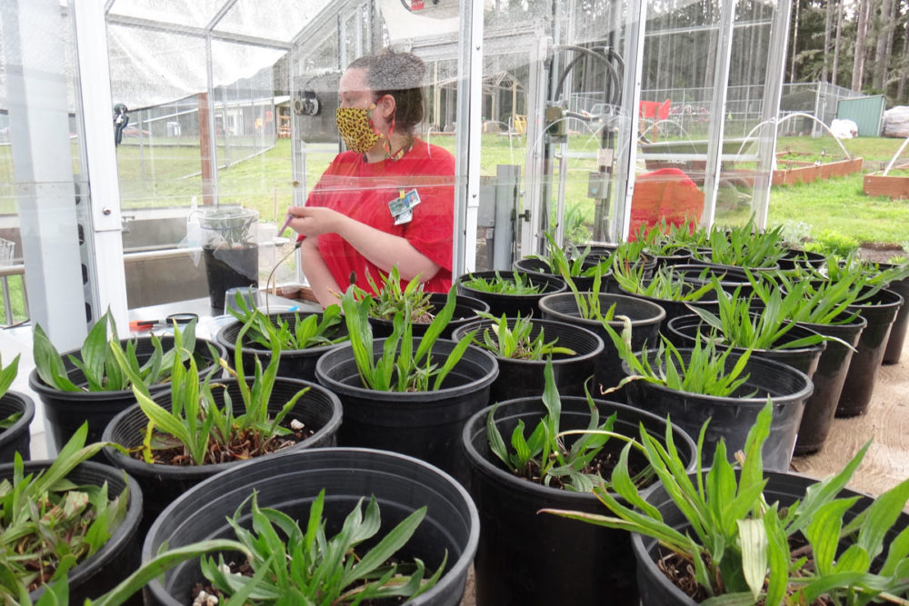In May 2020 a butterfly technician works in one of the program greenhouses at Mission Creek Corrections Center; both incarcerated and staff partners at the facility have shown amazing commitment and accountability to make the program safe and possible during the pandemic. Photo by Marisa Pushee.