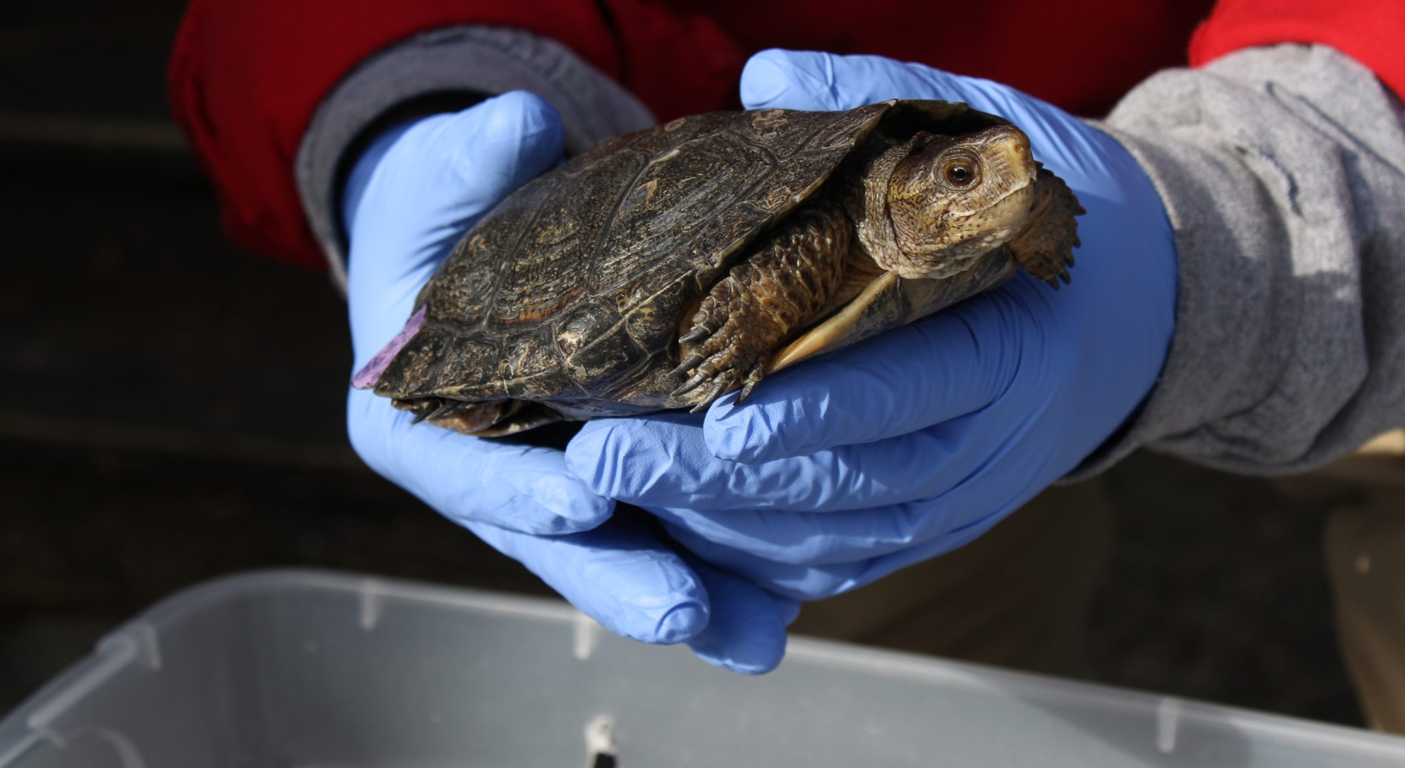 northwestern-pond-turtle-rehabilitation-program-1